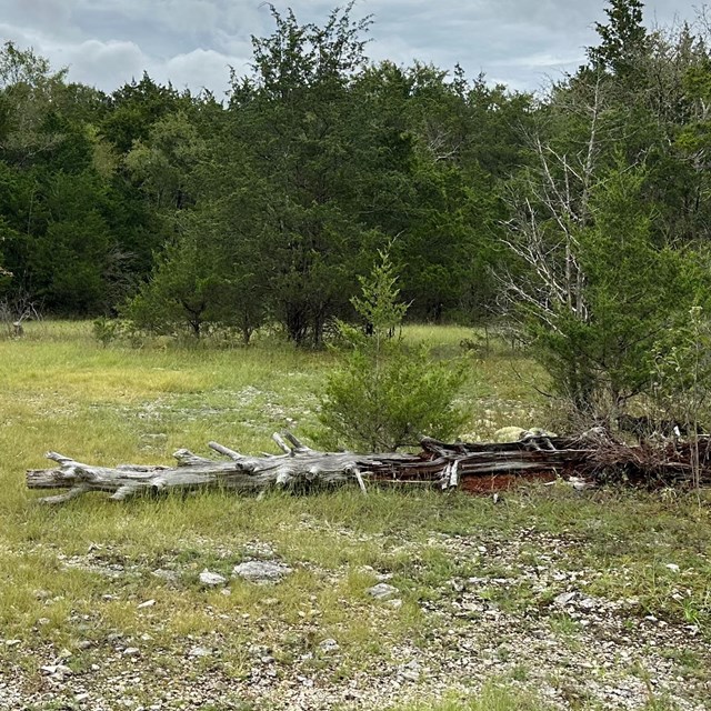 Photo of a cedar glade