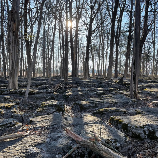 Photo of large rocks in a forest