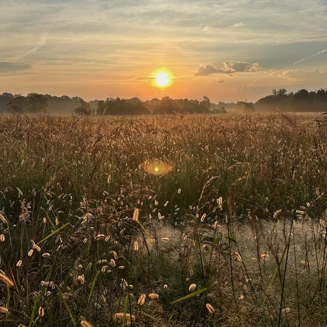 Photo of sunrise over a grassland