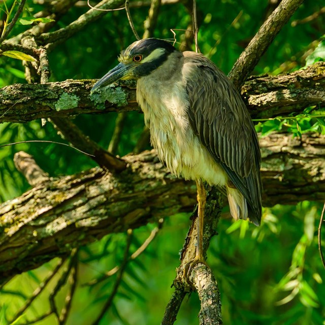 Photo of a Blue Heron near a marsh area