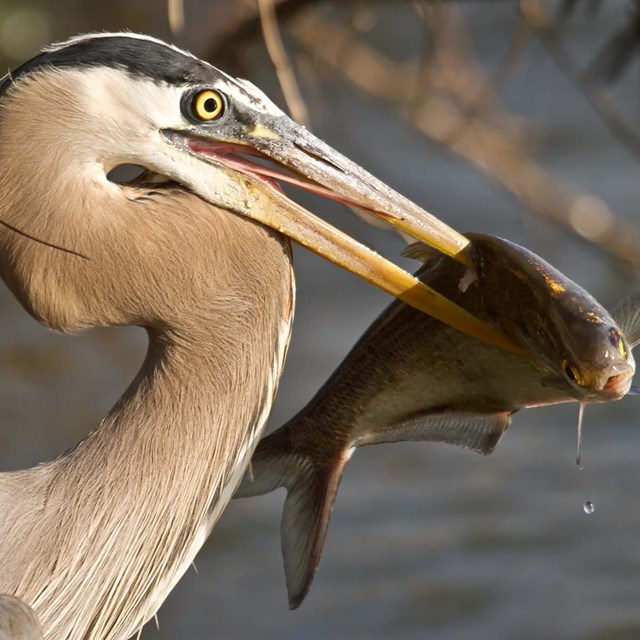 A Great Blue Heron who just caught a fish