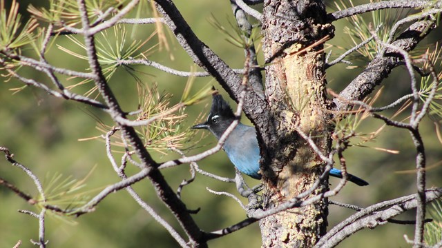 A black and blue steller's jay sitting in a pine tree