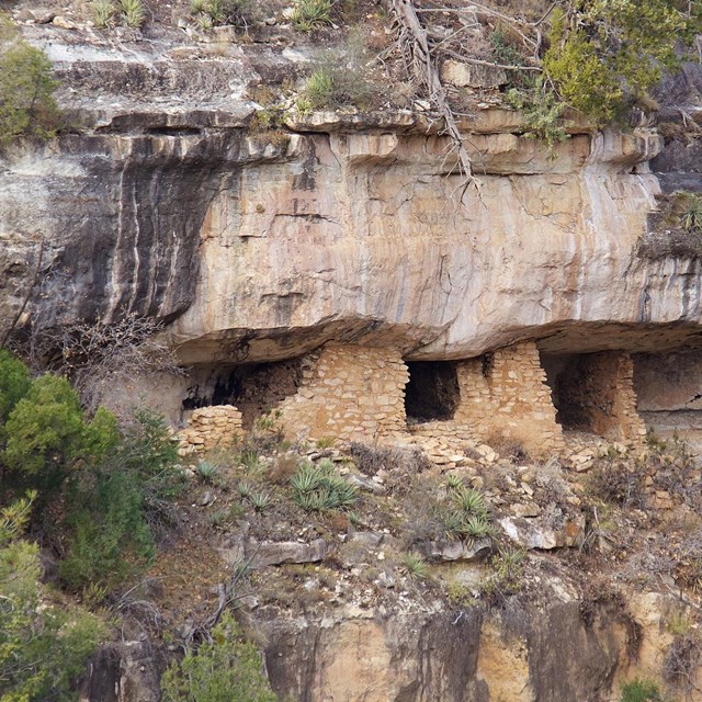Cliff dwellings in a yellow sandstone wall surrounded by pine trees and other plants