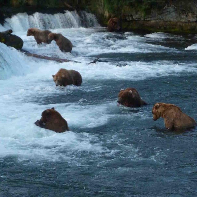 Bears fishing at Brooks Falls.