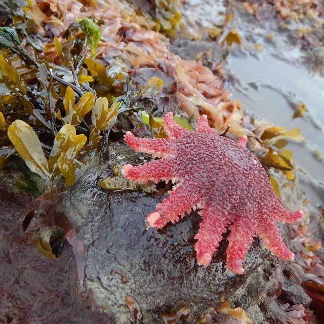 A sea star in the intertidal zone.