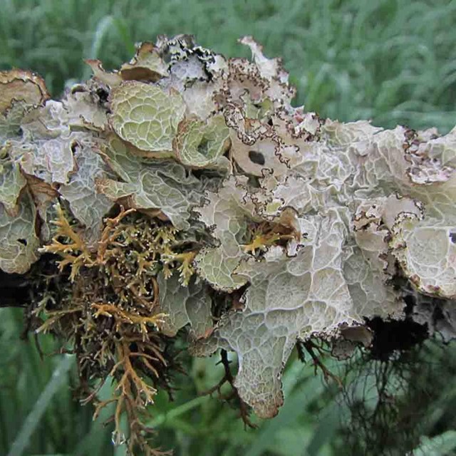 A down branch covered in many different kinds of lichens.