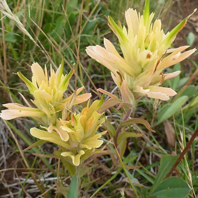 A paintbrush flower.