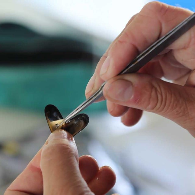 A researcher collects a mussel tissue sample.