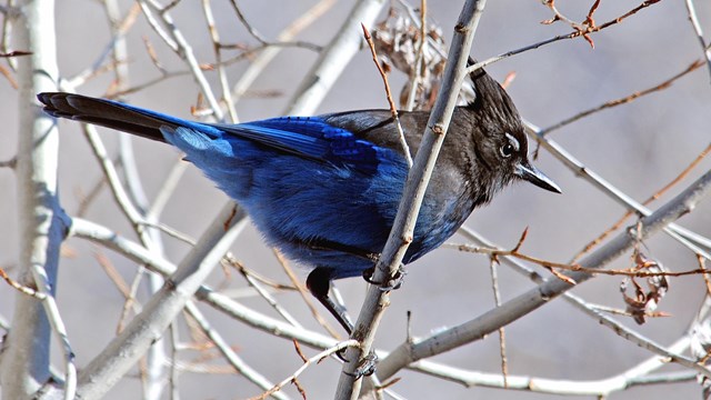 Stellar jay at Bandelier National Monument