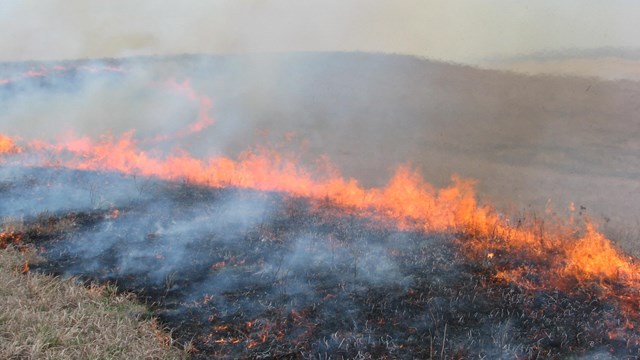 A bright orange fire line snakes through dry brown tallgrass prairie leaving a blackened burn.