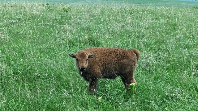 Baby bison in green grass
