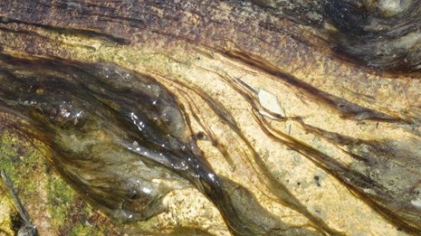 Blackish-green strands of algae growing in a hydrothermal runoff channel.