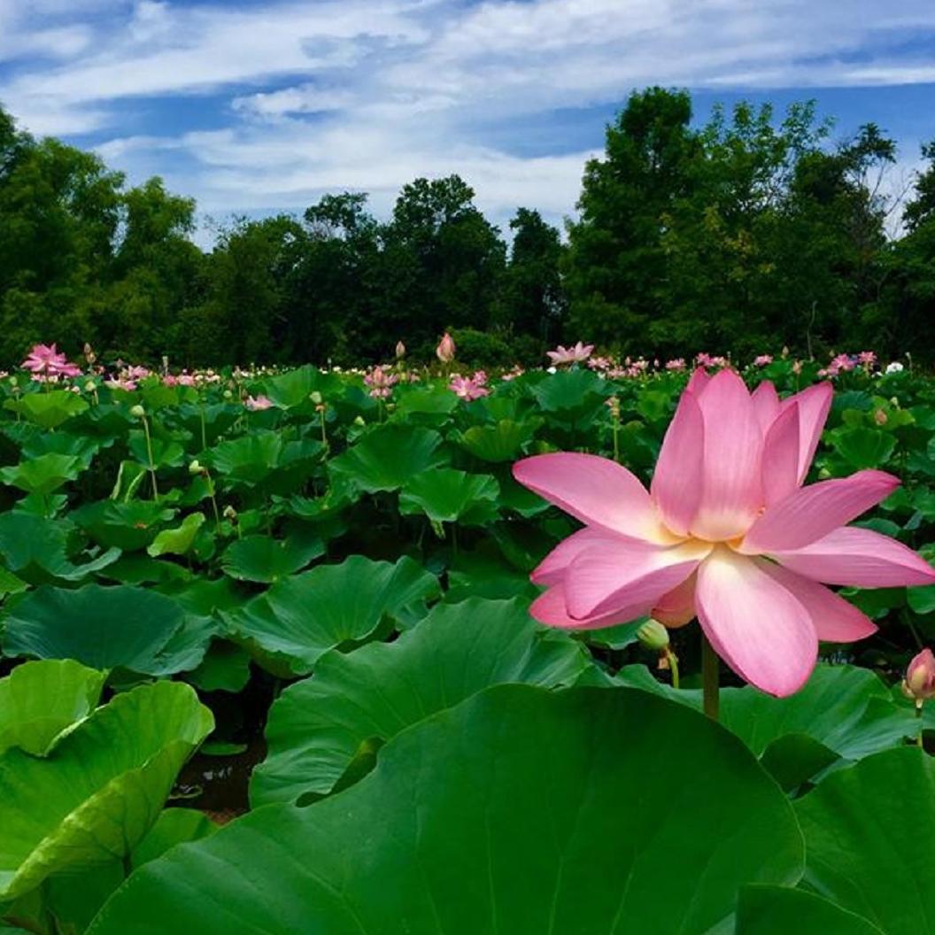 Lotus flower in bloom at Kenilworth Park.