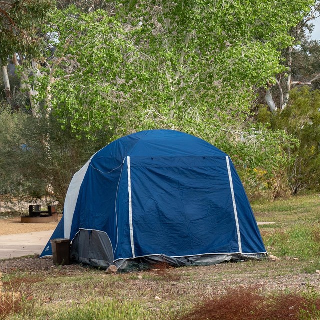 A tent surrounded by vegetation.