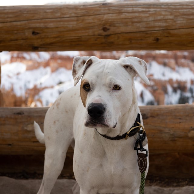 A white dog stands on pavement in front of wooden railings.