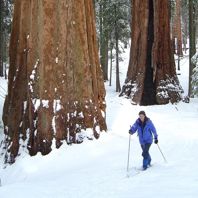 A skiier walks down a snow covered trail next to a large sequoia tree.