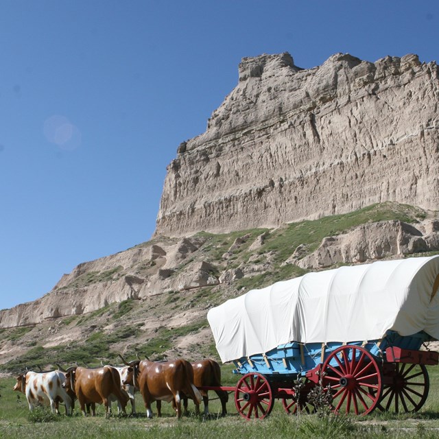 A replica Conestoga wagon is behind six replica oxen in front of a dramatic rock formation.