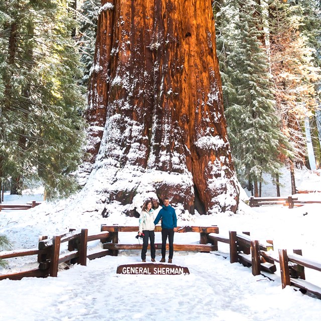 Two visitors pose underneath the General Sherman tree in the snow.