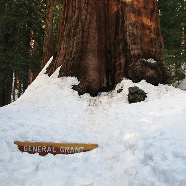 A large sequoia tree covered in snow, a half buried sign reads: General Grant.