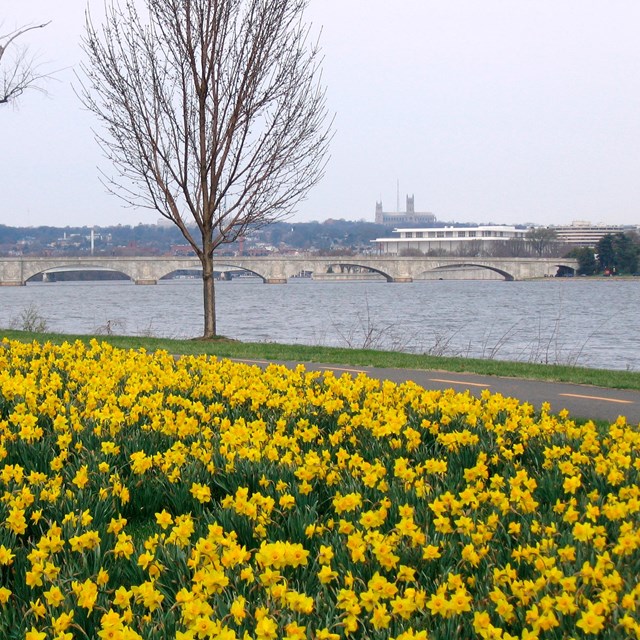 Daffodils bloom off the LBJ Grove near Memorial Bridge.