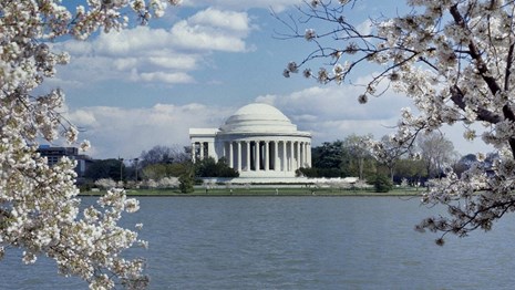Jefferson Memorial framed by cherry trees