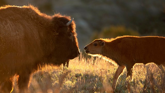 A mother and baby bison lit up by a sunset glow.