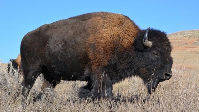 A large bison