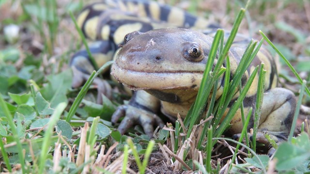 A close up of a tiger salamander.