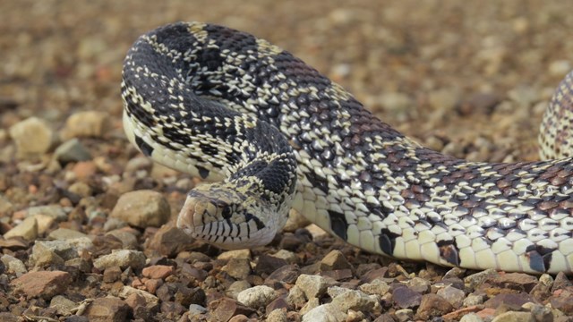 Closeup of a bullsnale