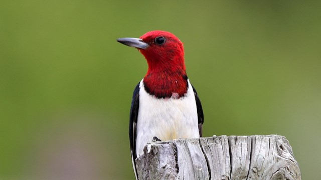 red-headed Woodpecker