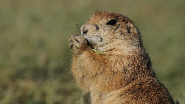 A close up of a prairie dog.