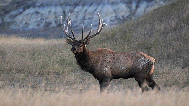 an elk on the prairie.