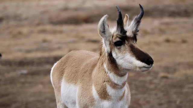 a close up of a pronghorn.