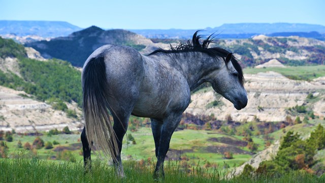 A horse looks off into the distance