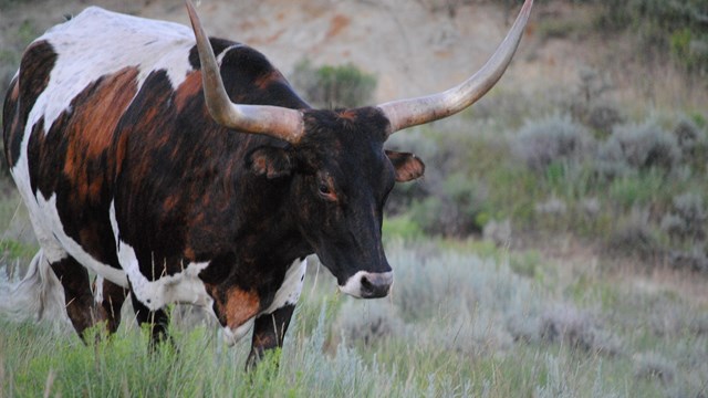 A closeup of a longhorn steer