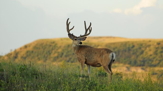 A male mule deer.