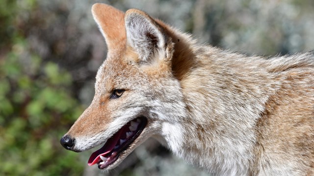 A close up of a coyote.