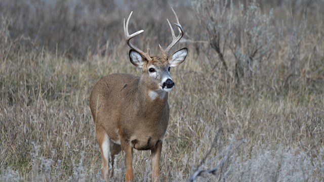 A close up of a white-tailed deer buck.