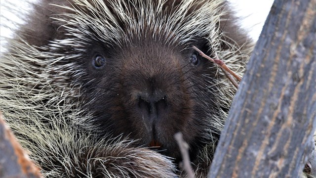 A porcupine in a tree