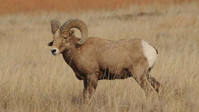 A close up of a bighorn sheep.