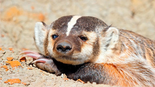 A close up of a badger