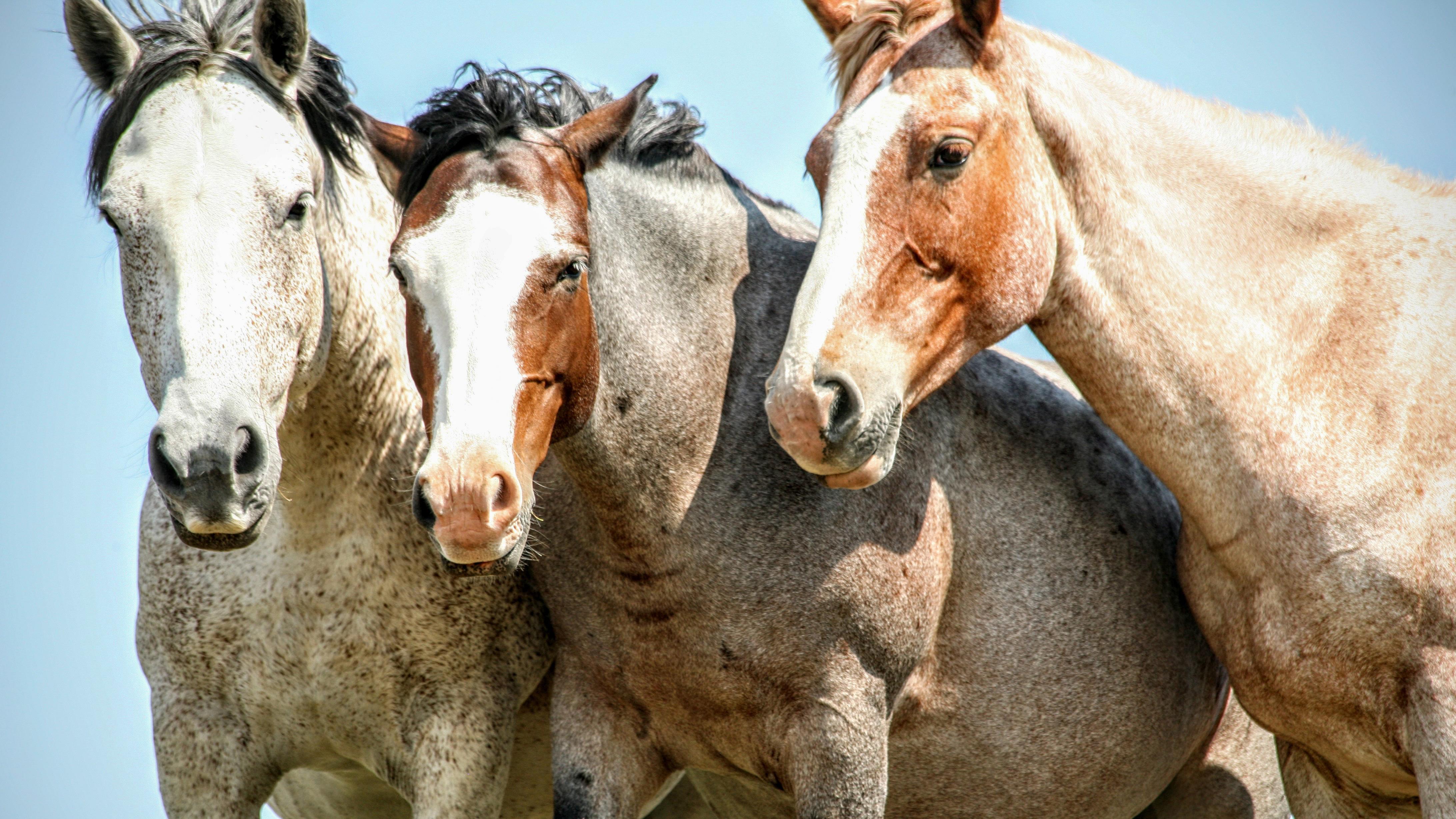 Three horses standing next to each other looking toward the camera. 