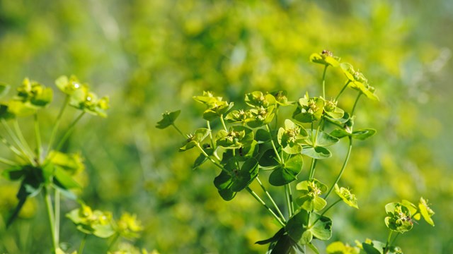 Leafy Spurge.