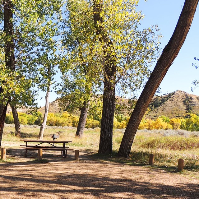 A picnic table and grill sit beneath leaning trunks of cottonwood trees.