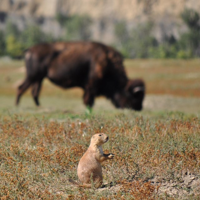 A prairie dog crouches in the foreground with a bison grazing behind