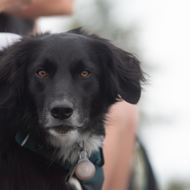 A black dog looks directly at the camera.