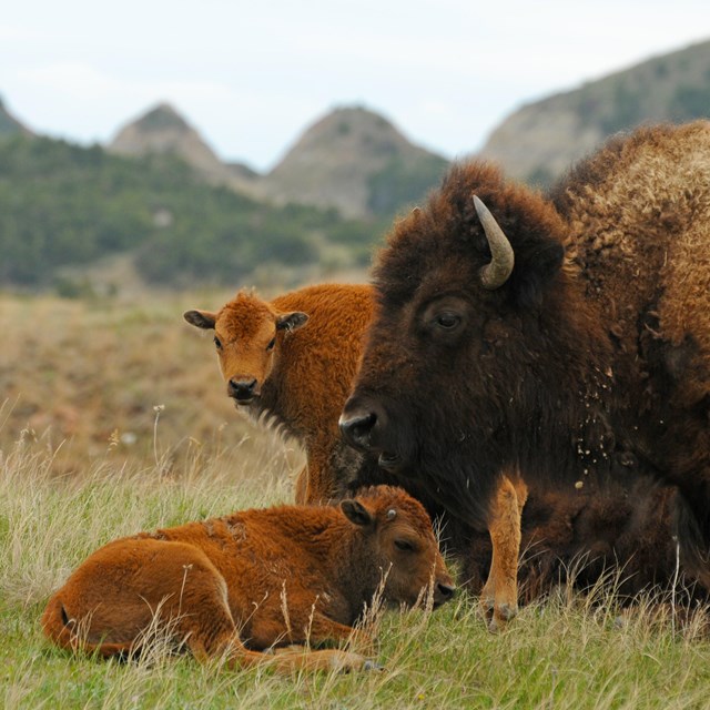 A bison cow lays down with two calves.