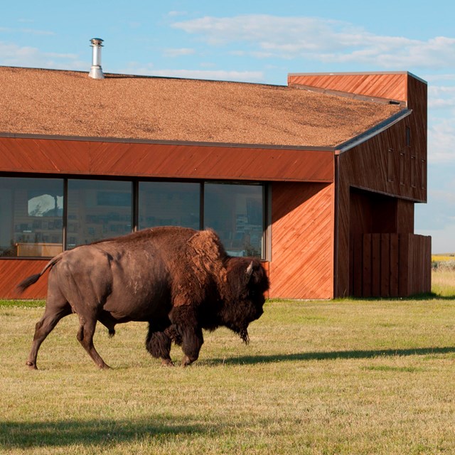A bison walks in front of a rust-colored building with large windows.