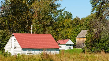 Red roof of the horse barn and wooden tobacco barn and white corn crib in distance