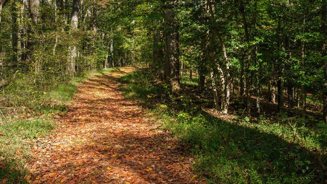 Leaf covered trail with forest on either side
